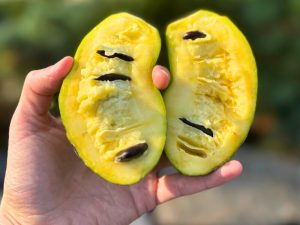 Kitchen Dispatch: A Quest to Create the Perfect Pawpaw Ice Cream