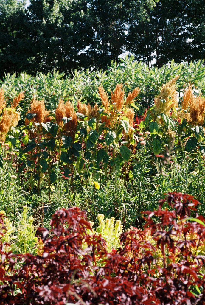 Forged by Nature: The Farm-to-Table Restaurant on an Actual Farm